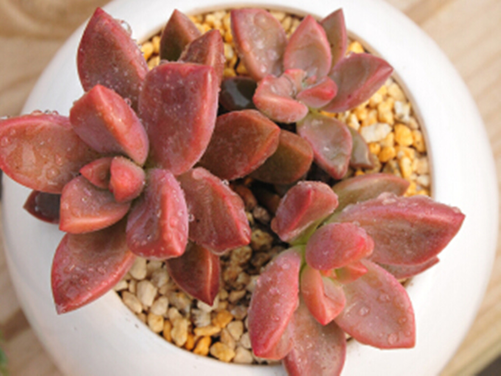 多肉水浇多了怎么办呢,多肉水浇多了怎么补救