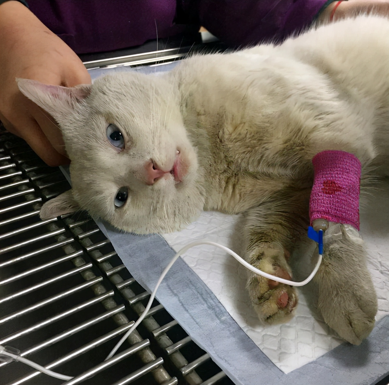 再生气也不要打人,再生气也别打猫咪五个部位