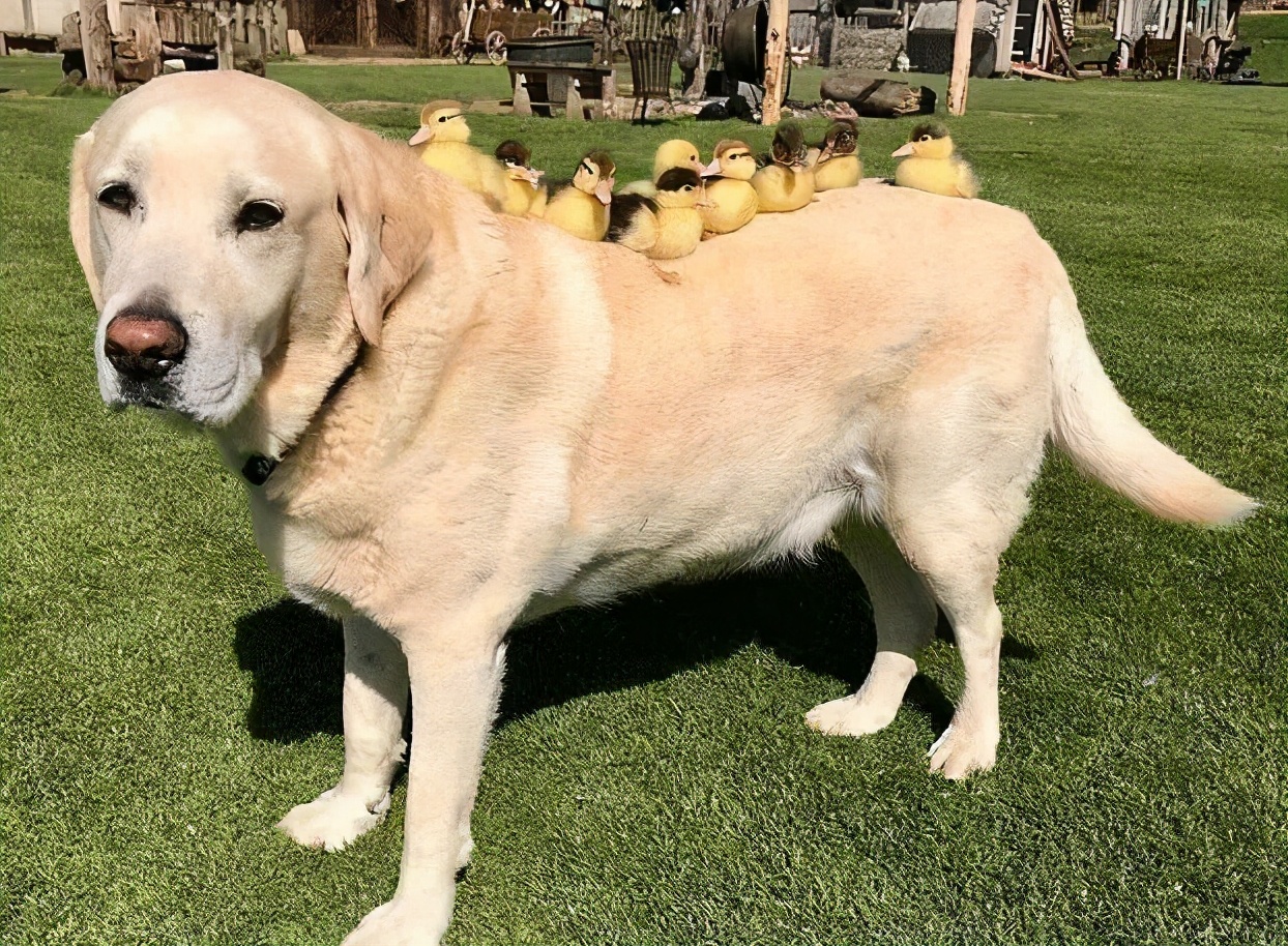 拉布拉多老了长啥样,拉布拉多老了还会怀孕吗