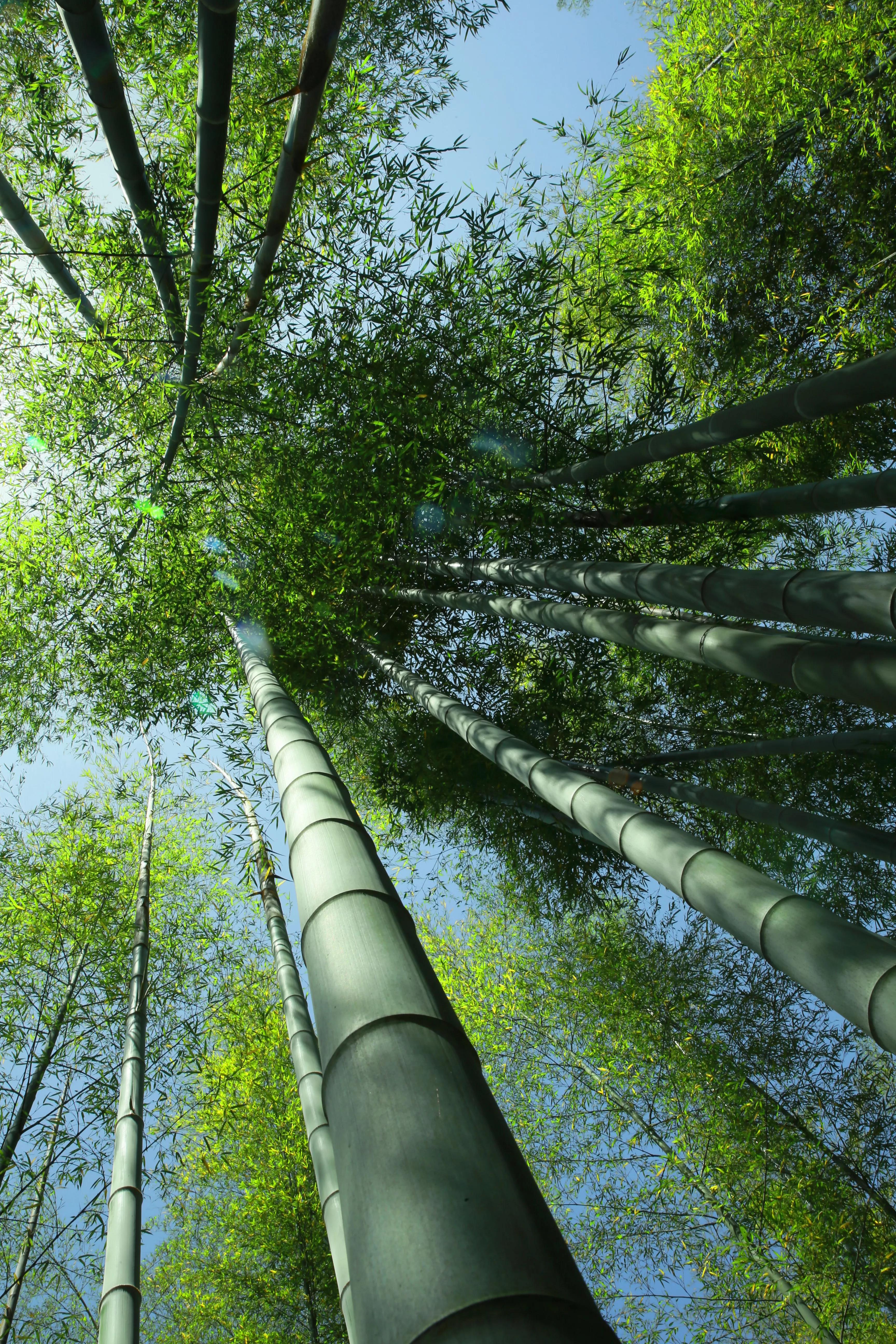 石塘竹海适合小孩子玩吗,南京江宁石塘竹海怎么样