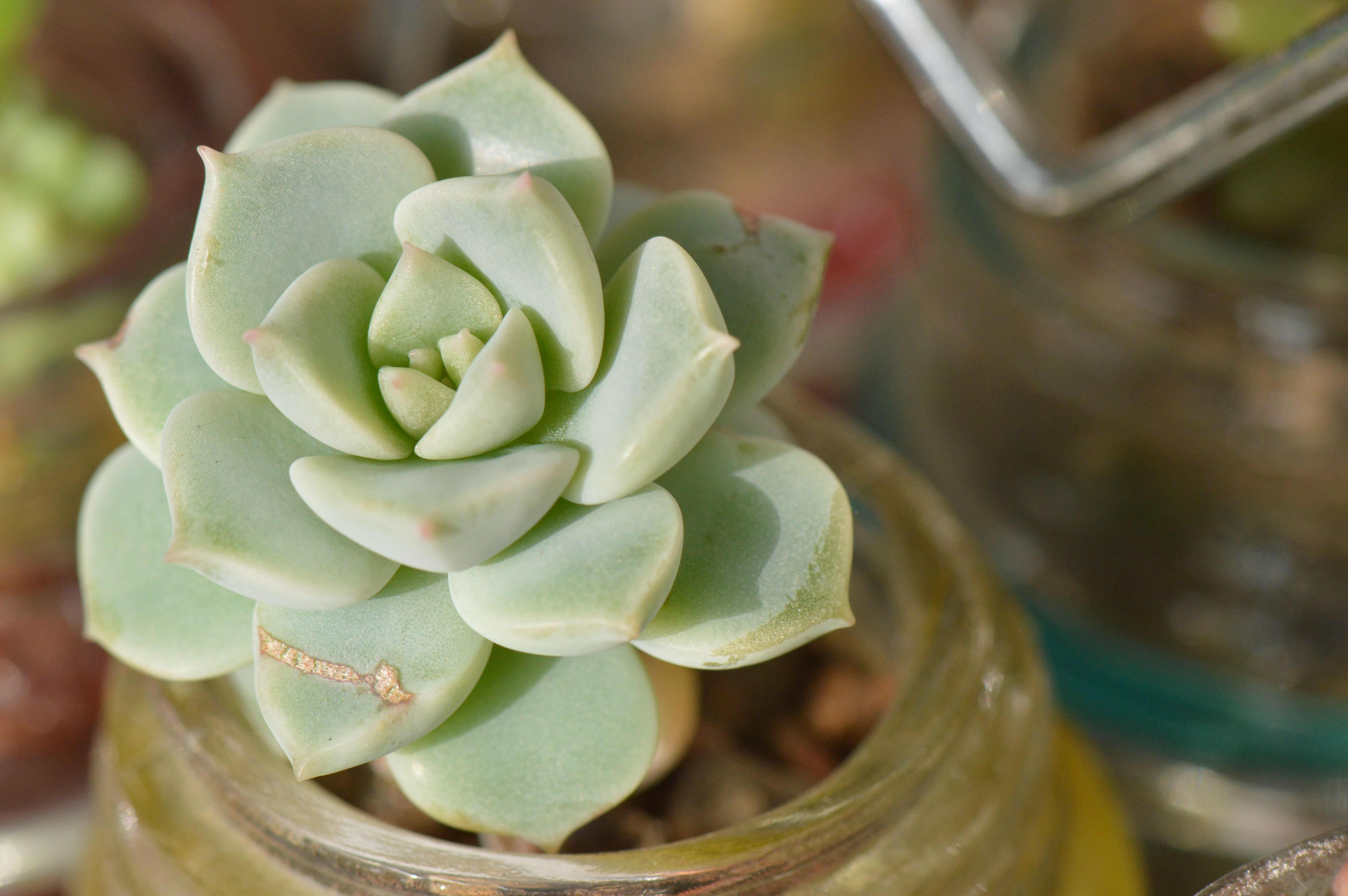 清欢养肉｜优生优育的白牡丹，让你从几片叶子跻身多肉大户