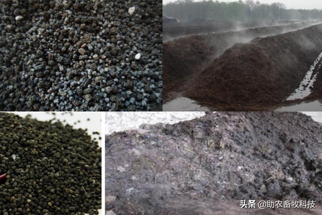 大棚桑蚕养殖新技术,养蚕提质增效技术