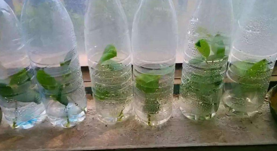 阳台种菜养花塑料箱子,塑料瓶子种菜怎么养殖