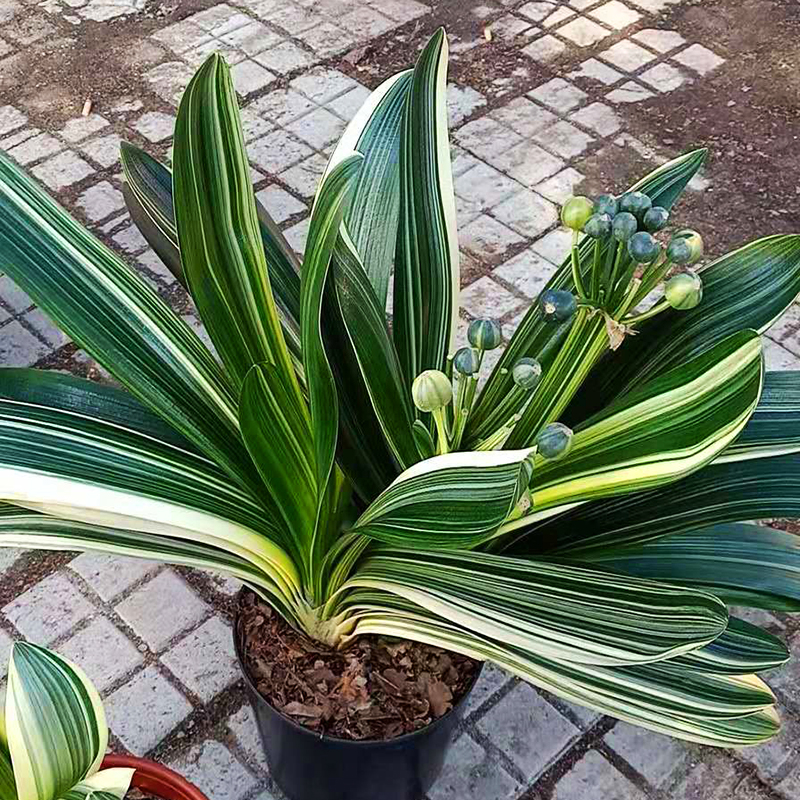 中国城市|辽宁省—鞍山市