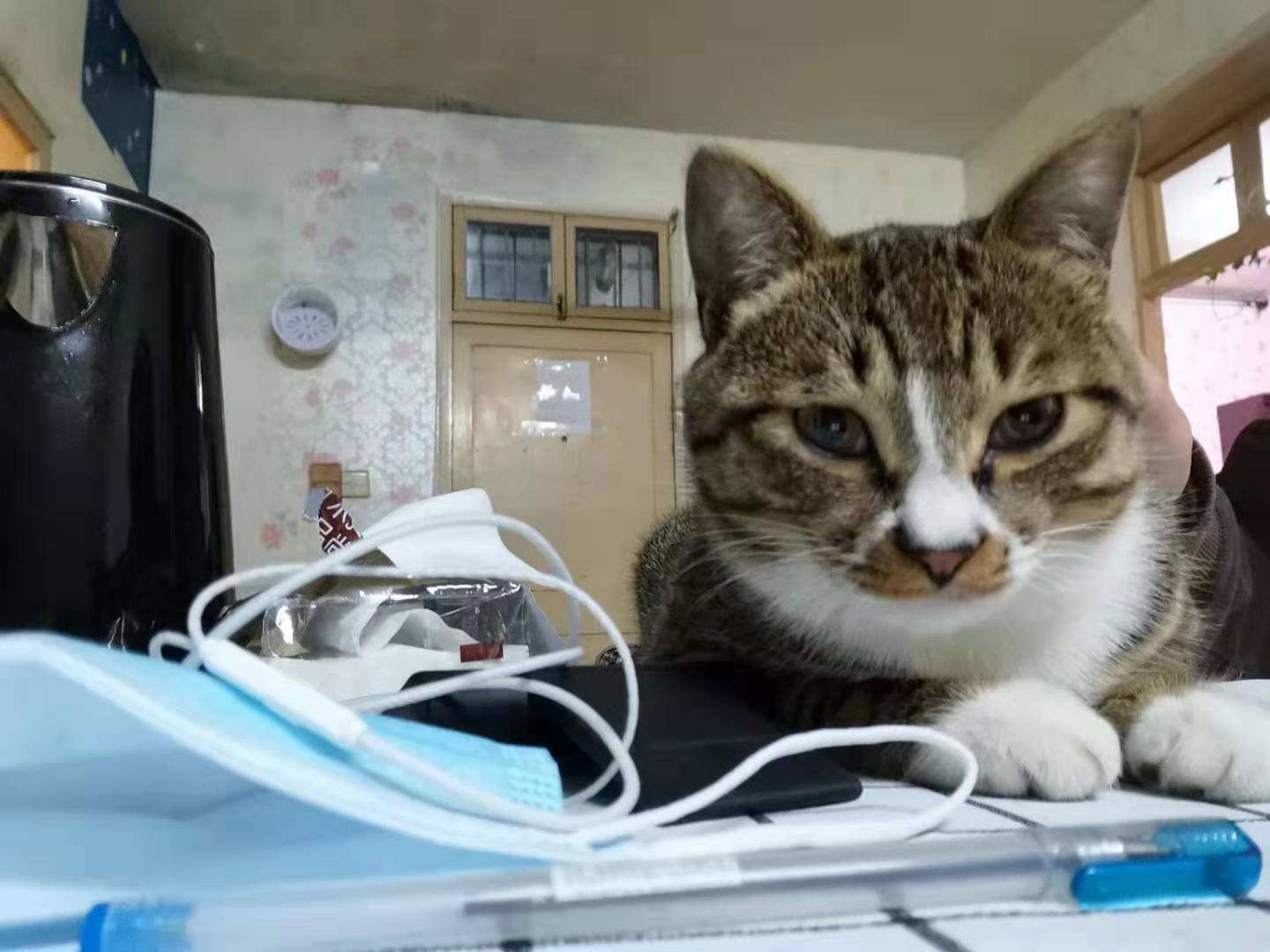 关于猫的谣言100条,猫和猫的谣言