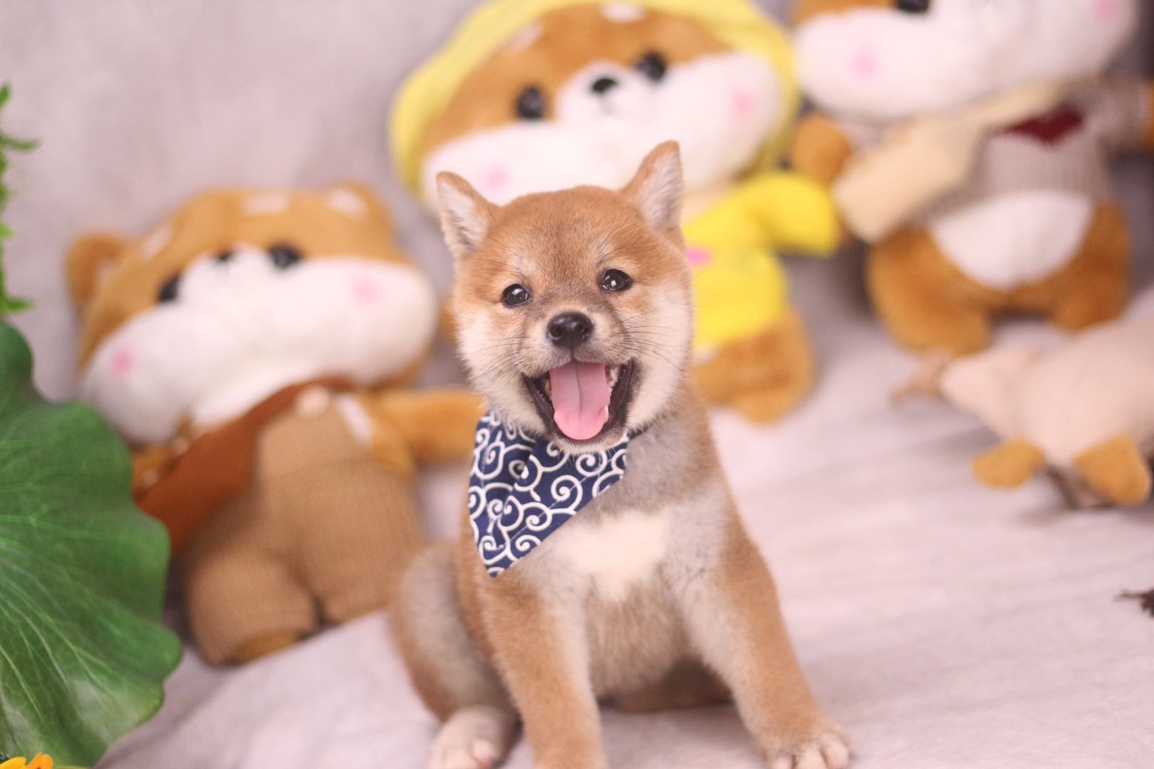 怎么辨别柴犬的黑毛能不能褪,我家柴犬尾巴有点黑