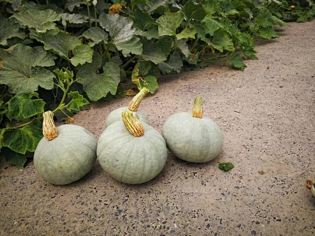 为什么南瓜苗会枯萎死,南瓜苗移栽后长得很慢是什么原因