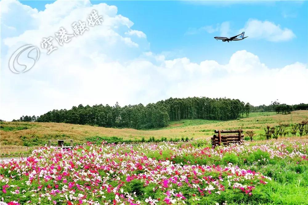 双流哪里可以赏花看飞机,双流附近赏花攻略路线