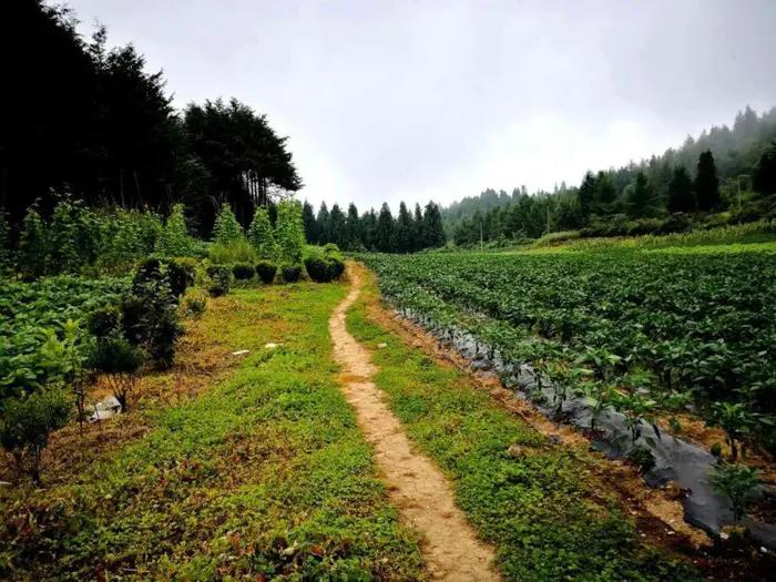 老段和老殷,老段和金段