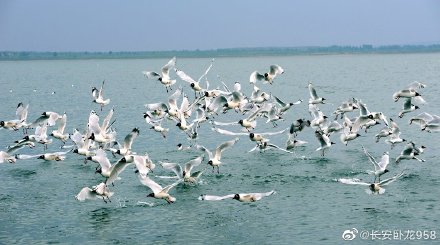 榆林沙漠淡水湖,陕西神木盐碱湖