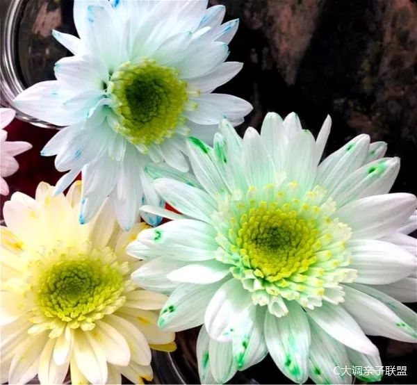 科学实验好奇心,科学入门小实验