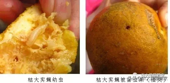 果实蝇危害柑橘的防治方法,果实蝇的危害到几月份