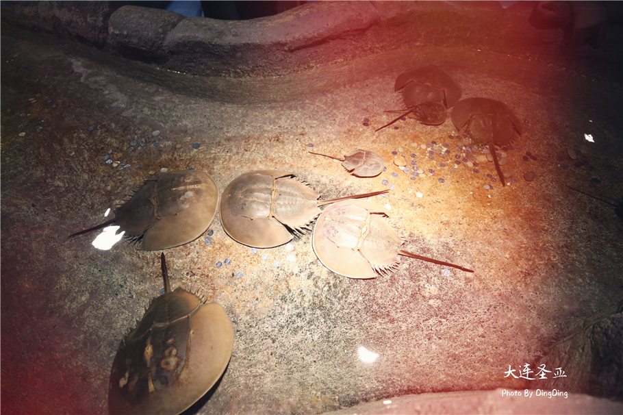 北方明珠活力四射的浪漫之都大连，国内最具特色的海洋世界圣亚