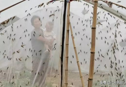 蚂蚱哥蚂蚱养殖基地,蚂蚱哥扶贫助农