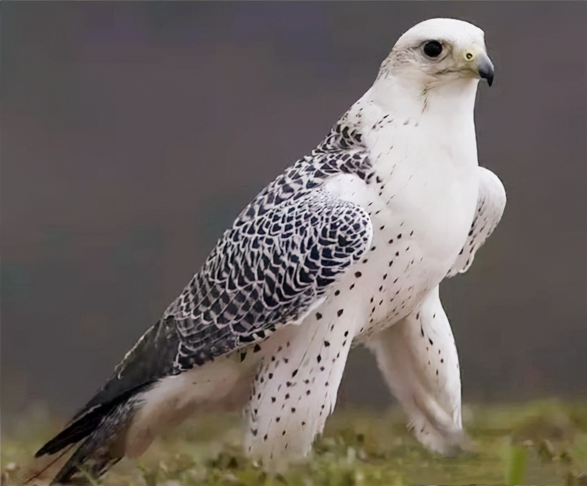 万鹰之神海东青结局,万鹰之神海东青视频