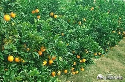 怎样提高刚栽柑橘苗的成活率,柑橘苗栽植时如何消毒