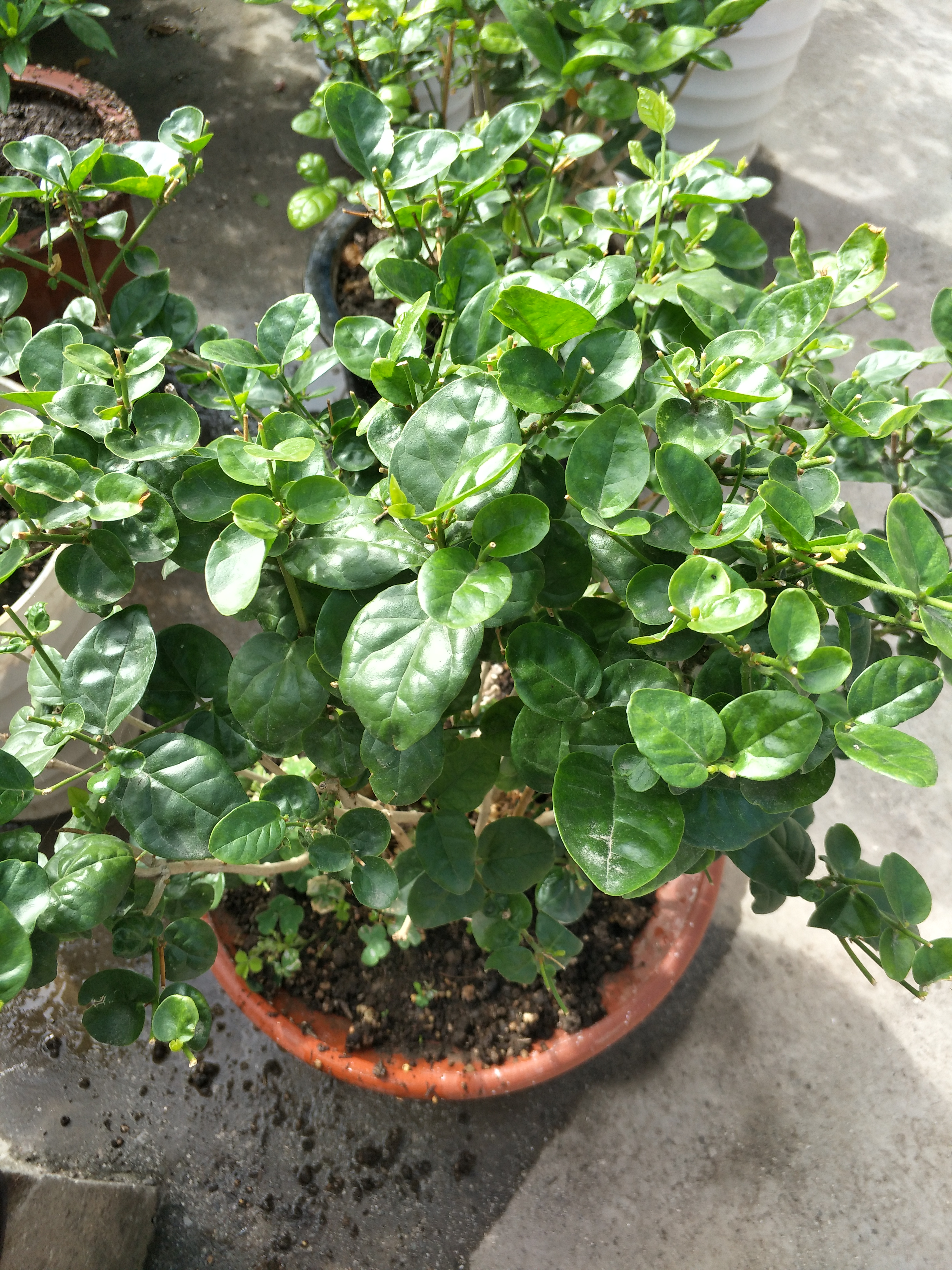 茉莉花叶片干枯掉落怎么回事,茉莉花叶子干枯脱落是什么原因