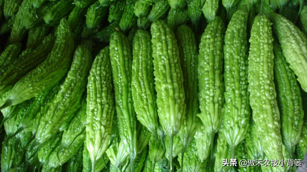 苦瓜要怎样种植才不会长虫子,苦瓜栽培管理和病虫防治