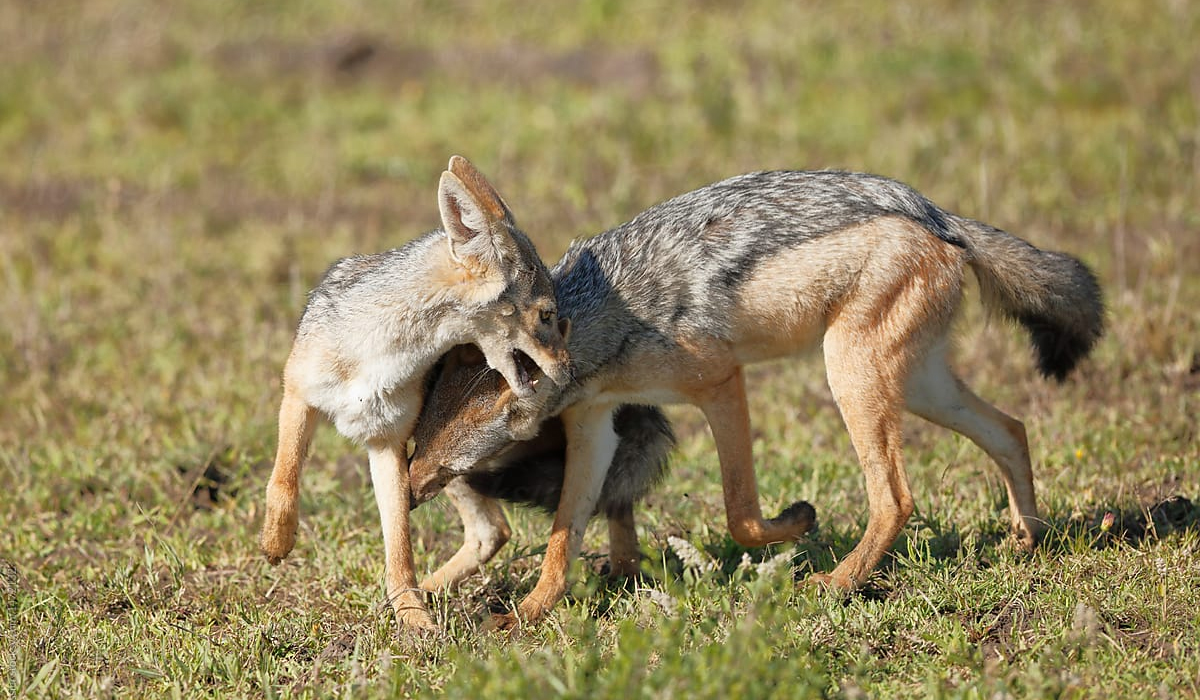 黑背胡狼的生活特点,黑背胡狼个人简介