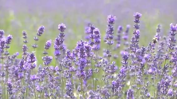 普罗旺斯古城花海,普罗旺斯滑县