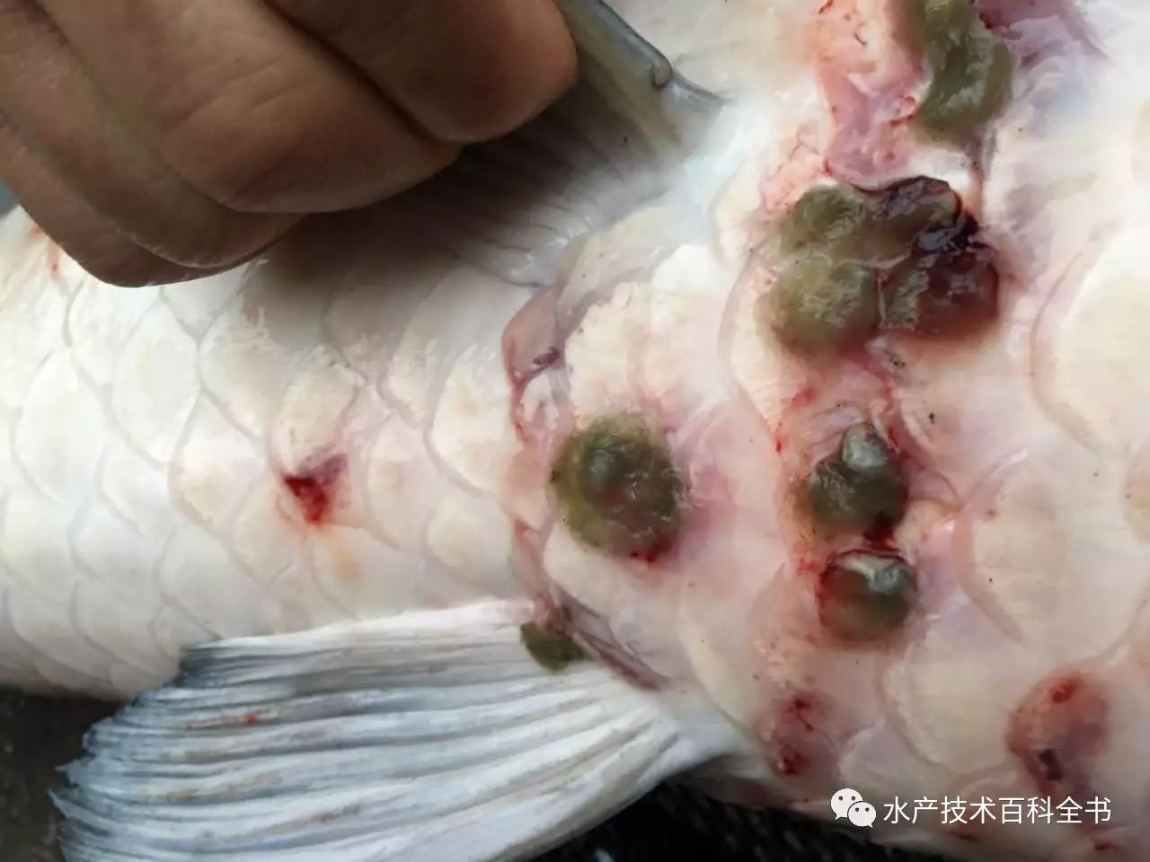 红线虫怎么家庭饲养繁殖,鱼尾巴的红线虫怎么去掉