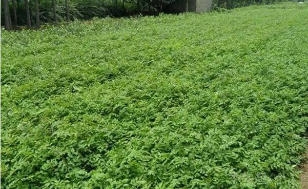 爱心助农米面粮油推销宣传,爱心助农蔬菜批发