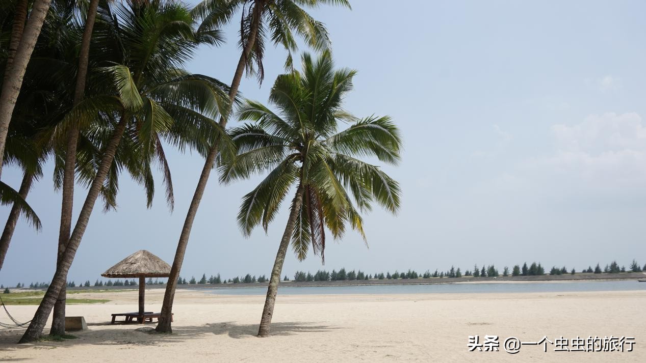 东郊椰林海韵,海韵椰风海南文昌东郊椰林