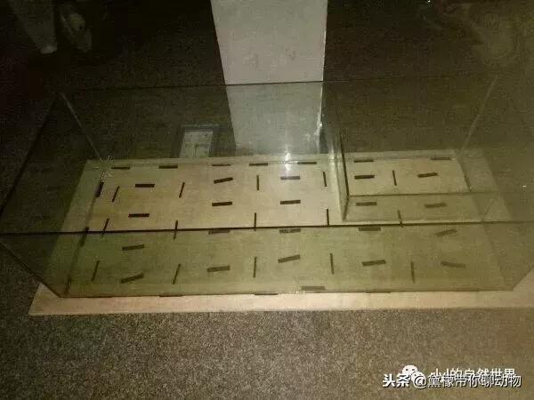 丛林造景黄缘龟池设计图大全,龟宝宝黄缘龟生态缸造景教程