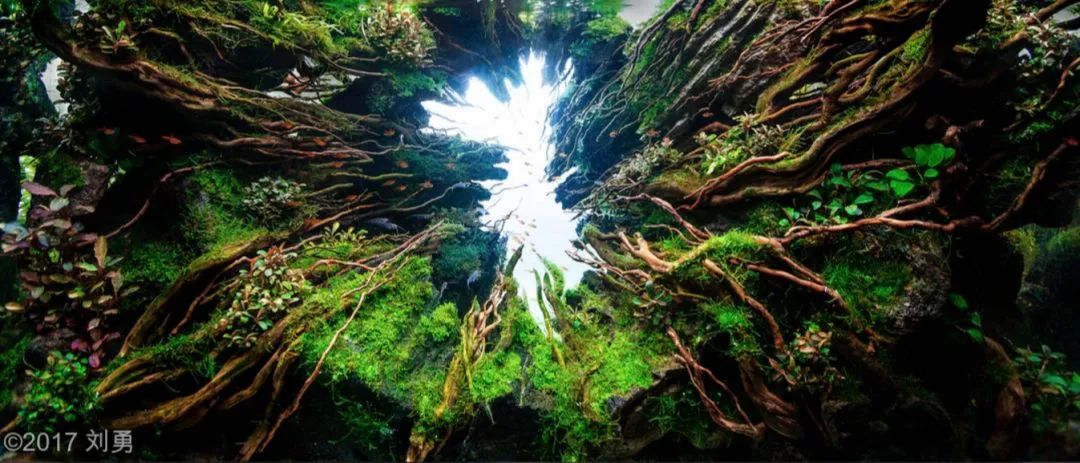 造景如何看起来有层次,十个最好看的造景