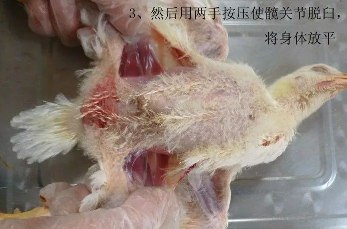 家禽常见疾病及检测方法书籍,家禽养殖疾病诊断