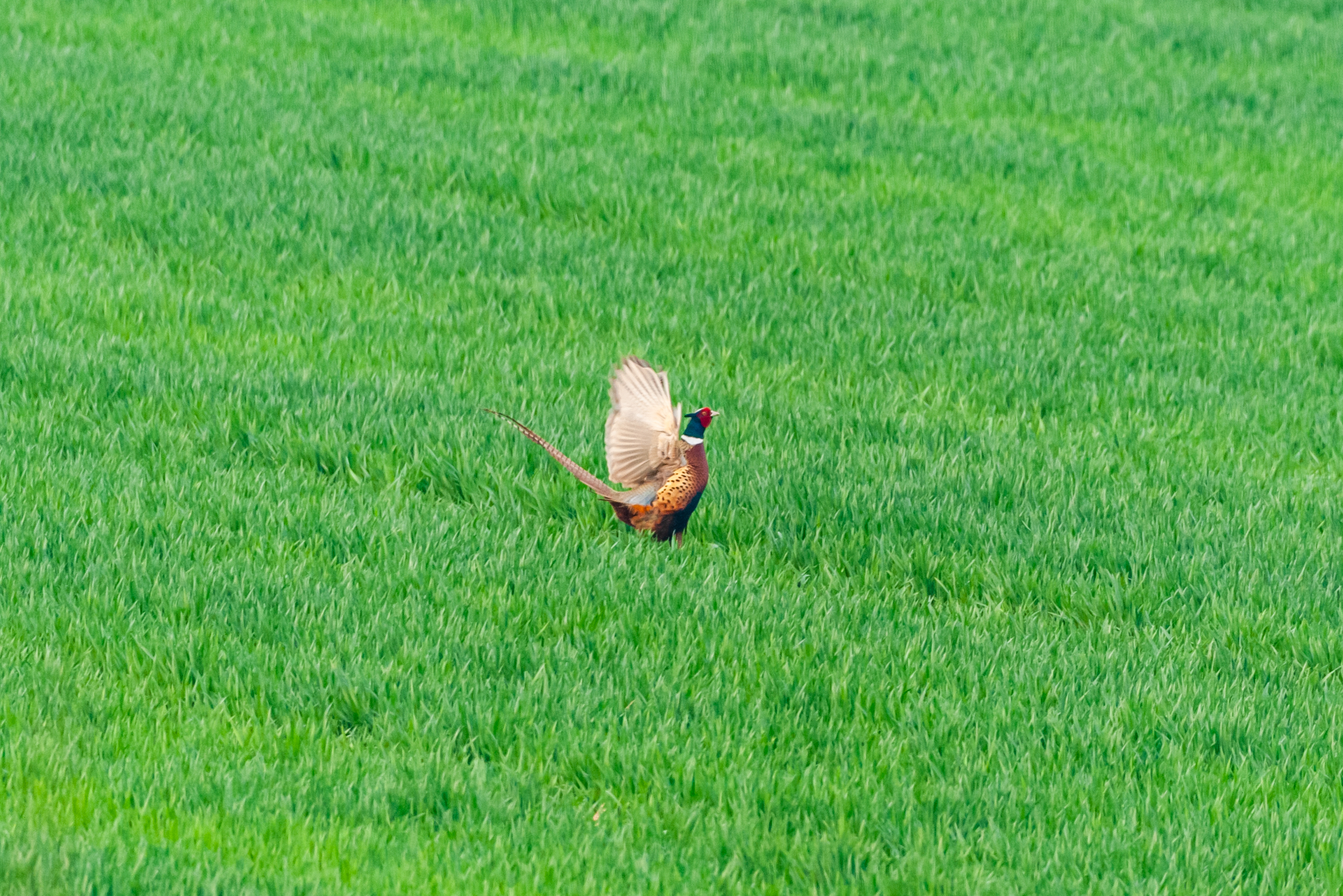 尼康200-500f5.6vr,尼康200-500mmf5.6评测