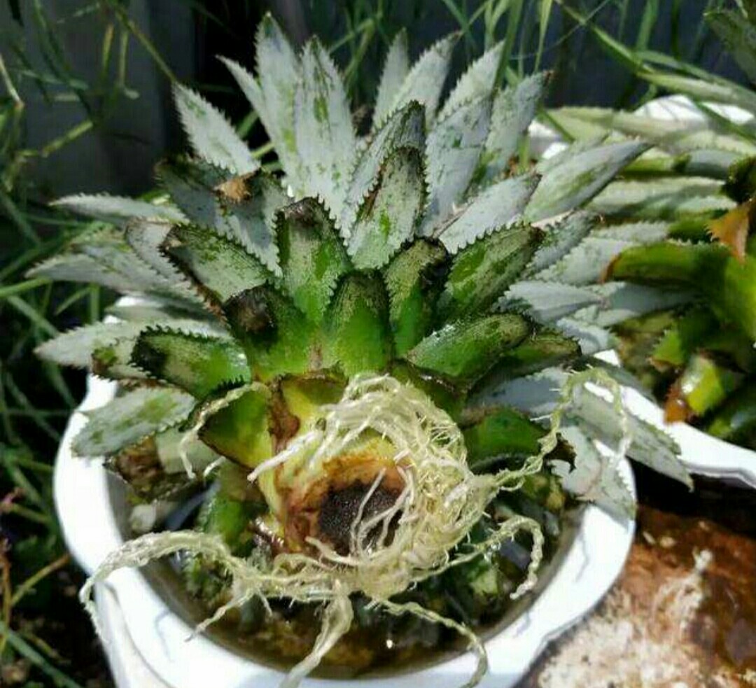 吃完菠萝别扔,吃完菠萝把叶子留下可以种出盆栽