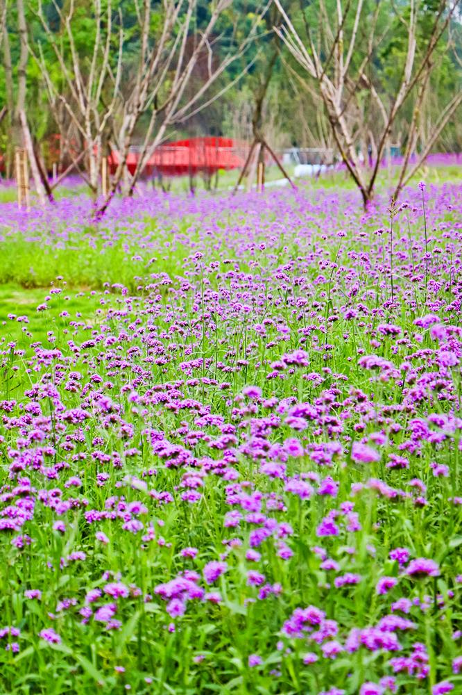 泸州新建的足球场有哪些,泸州大型公园
