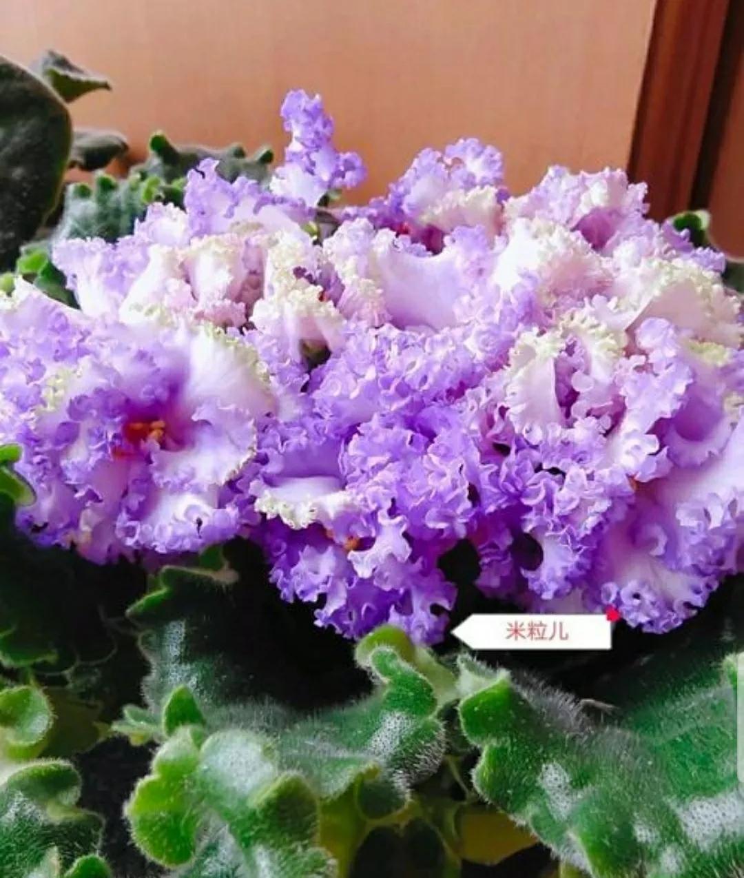 芳踪难觅濒危花！清新治愈篇：沙漠高原是吾家，豹子花的春天来了