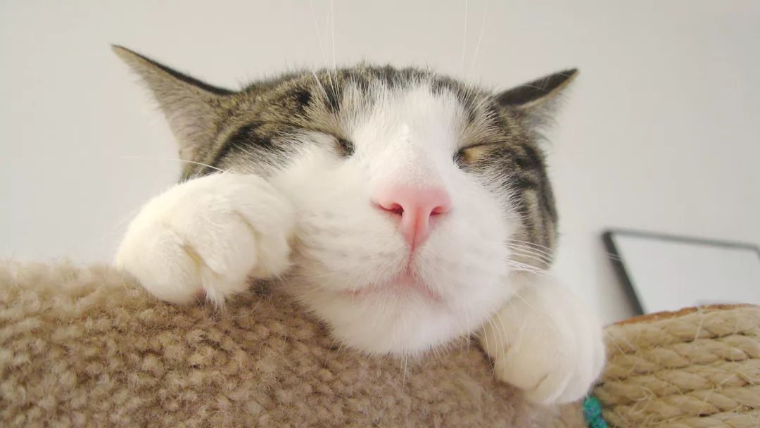 猫咪身上寄生虫怎么处理,猫咪身上的寄生虫怎么处理