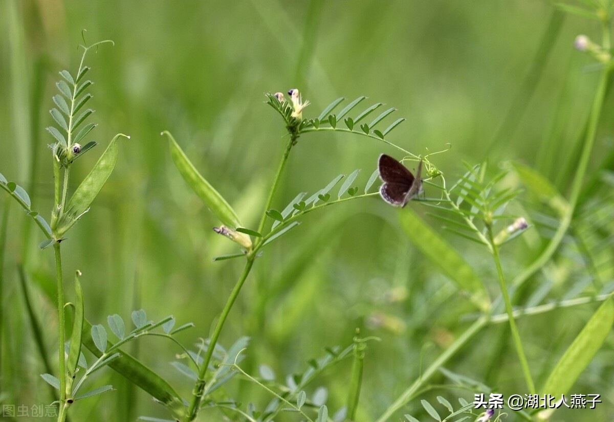常见野菜的种类和图片大全 (各种野菜大全带图片)