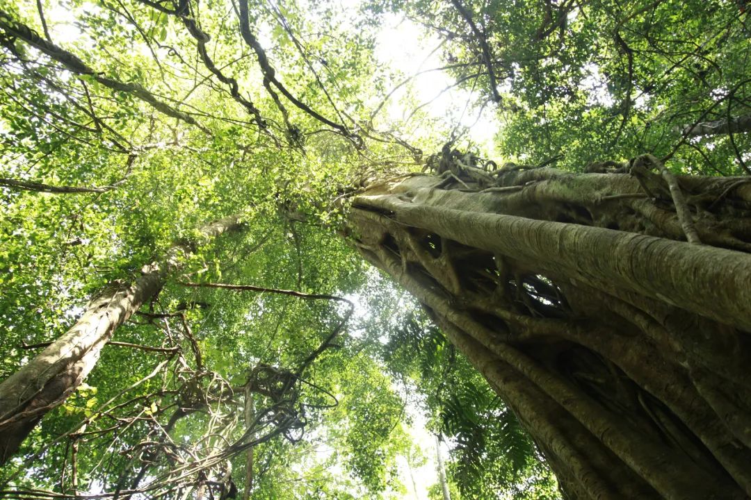 消失30年的寄生花再现,绝迹重生40