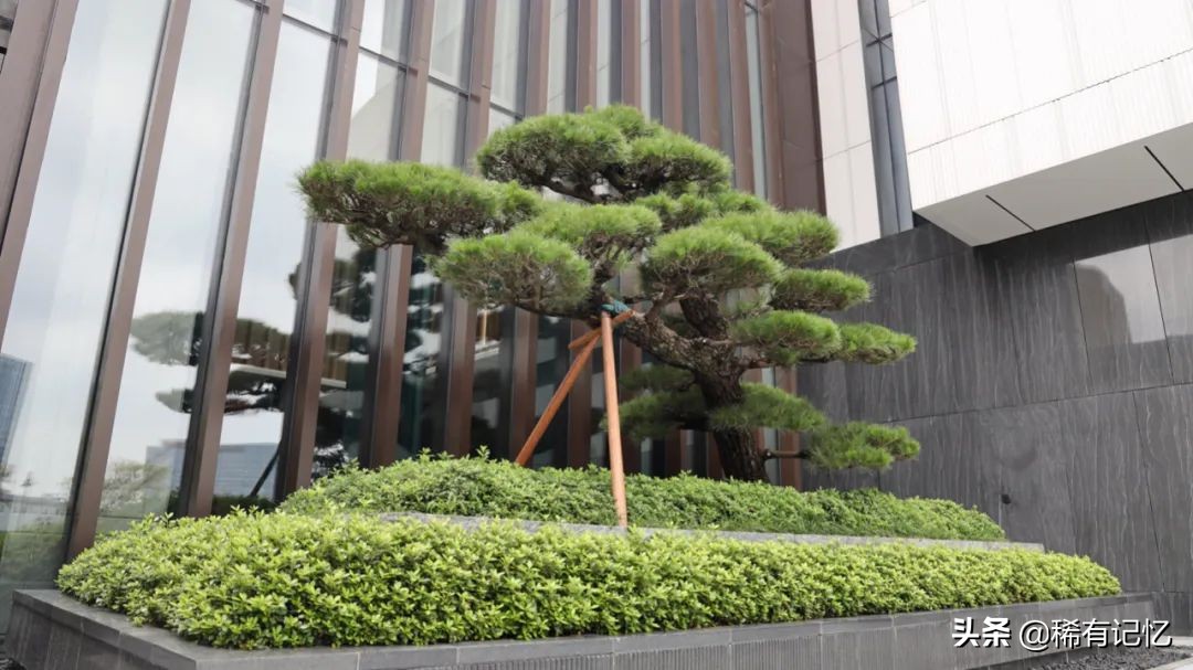 苏州顶奢酒店推荐,在苏州最高酒店住一晚是什么体验