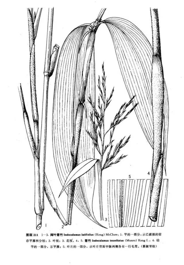 26种竹子大全,26种竹子的特别之处