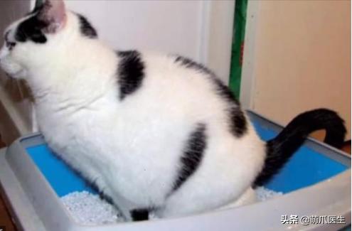 猫有一点点流血是来大姨妈,猫子宫流血是怎么回事