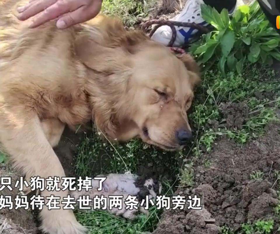 金毛生小狗难产,金毛幼犬细小死了