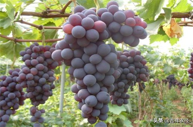 巨峰葡萄种植技术和管理,巨峰葡萄栽培技术全过程