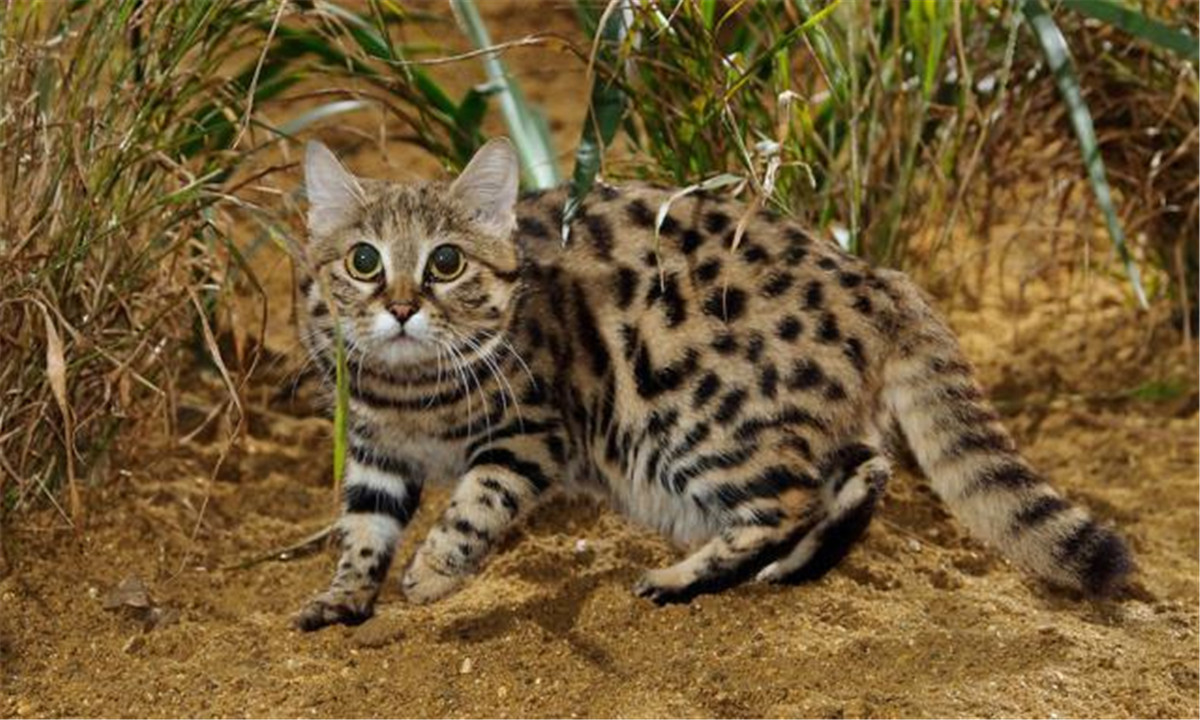 非洲最小的猫,猫科捕猎效率最高的“杀戮机器”,被全世界禁养