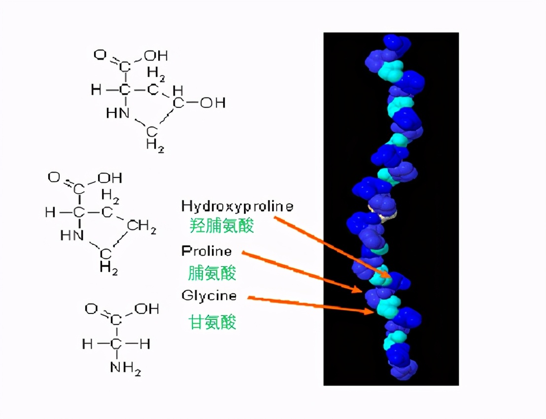口服胶原蛋白是智商税吗,胶原蛋白激活是智商税吗