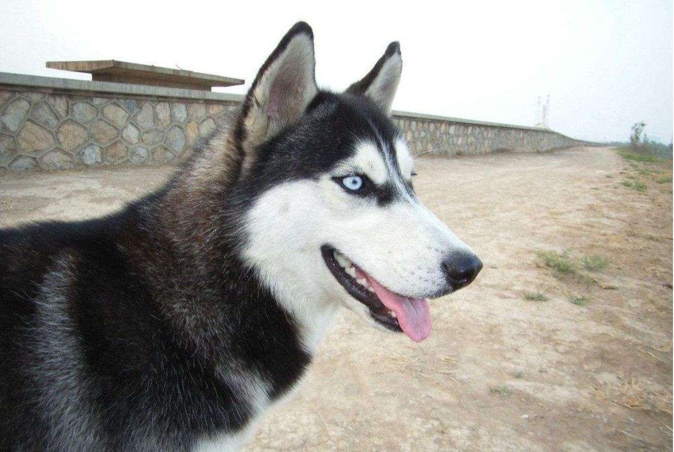 十大服从性最好的狗狗,狗狗中最乖的狗是哪一种