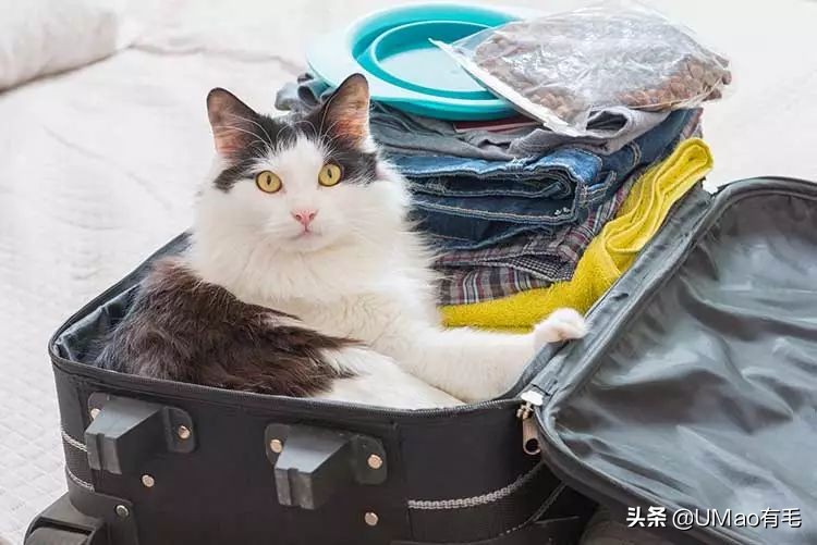 小猫咪托运怎样才最安全,如何托运小猫咪
