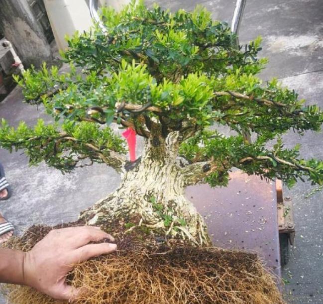 黄杨树黄叶如何处理视频教程,黄杨黄叶怎么补救