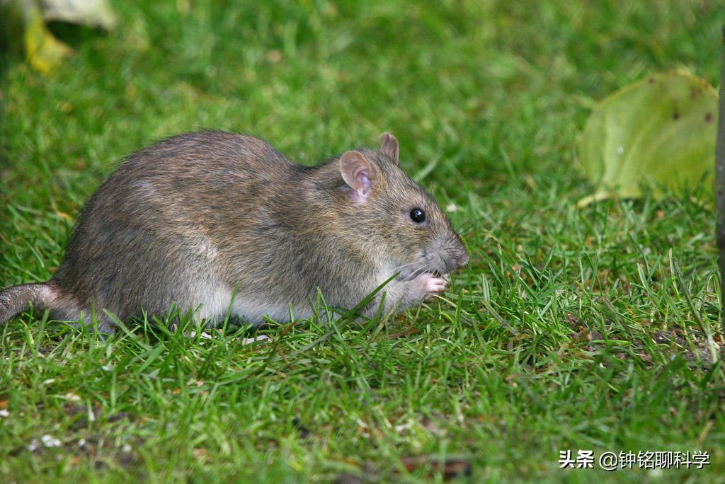 挖到蛇窝有什么预兆,挖到冬眠的蛇