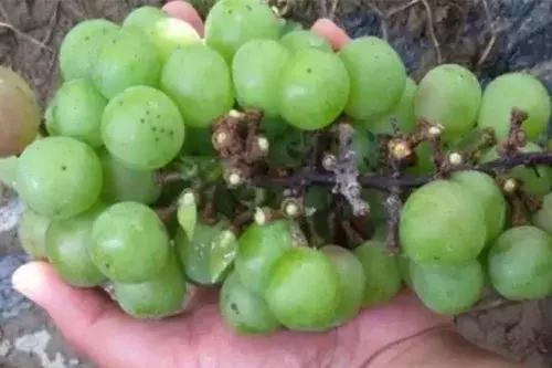 葡萄掉粒子是怎么回事,葡萄穗子掉粒是怎么回事呢