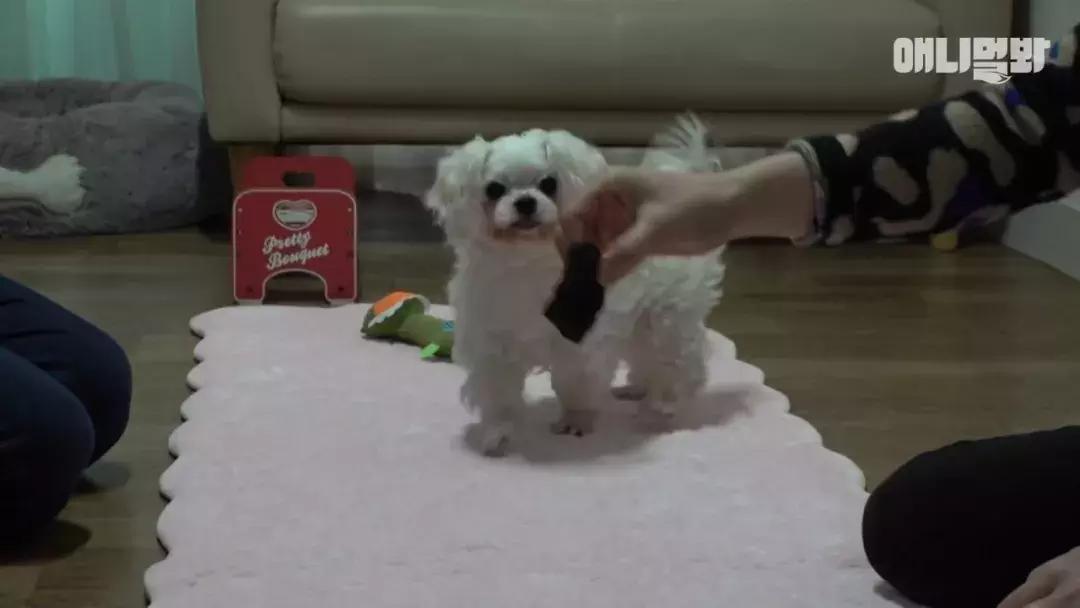 狗狗总是喘上不来气,狗狗总是咳嗽却查不出病因